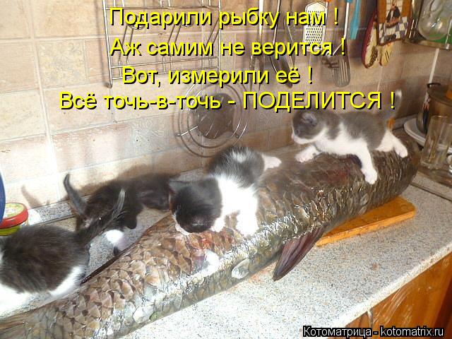 Подарили рыбку нам ! Аж самим не верится ! Всё точь-в-точь - ПОДЕЛИТСЯ ! Вот, измерили её !... Котоматрица: Подарили рыбку нам ! Аж самим не верится ! Всё точь-в-точь - ПОДЕЛИТСЯ ! Вот, измерили её !