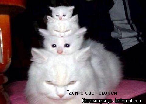 Гасите свет скорей... Котоматрица: Гасите свет скорей