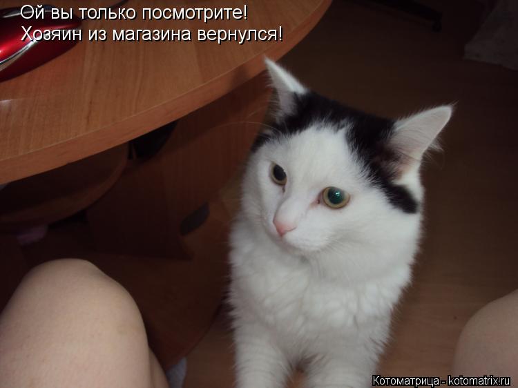 Ой вы только посмотрите! Хозяин из магазина вернулся!... Котоматрица: Ой вы только посмотрите! Хозяин из магазина вернулся!
