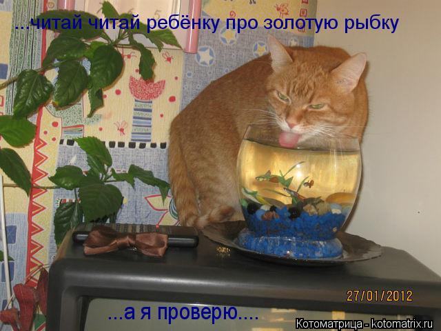 ...читай читай ребёнку про золотую рыбку ...а я проверю....... Котоматрица: ...читай читай ребёнку про золотую рыбку ...а я проверю....