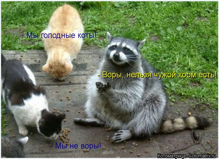 - Воры, нельзя чужой корм есть! - Мы не воры! - Мы голодные коты!... Котоматрица: - Воры, нельзя чужой корм есть! - Мы не воры! - Мы голодные коты!