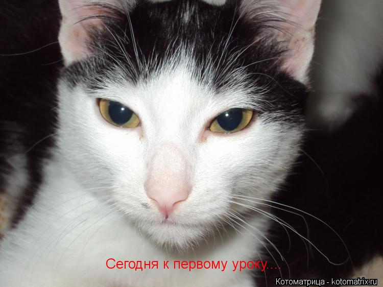 Сегодня к первому уроку....... Котоматрица: Сегодня к первому уроку....