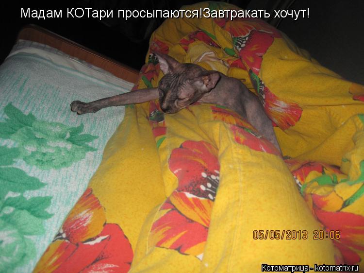 Мадам КОТари просыпаются!Завтракать хочут!... Котоматрица: Мадам КОТари просыпаются!Завтракать хочут!