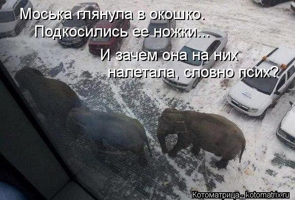 Моська глянула в окошко. Подкосились ее ножки... И зачем она на них налетала, словно псих?... Котоматрица: Моська глянула в окошко. Подкосились ее ножки... И зачем она на них налетала, словно псих?