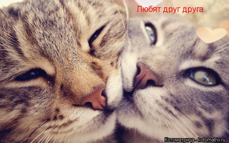 Любят друг друга.... Котоматрица: Любят друг друга.