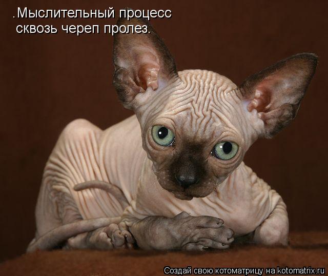 .Мыслительный процесс сквозь череп пролез.... Котоматрица: .Мыслительный процесс сквозь череп пролез.