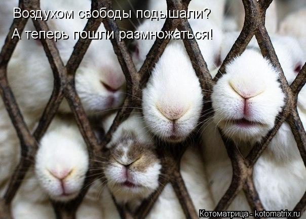 Воздухом свободы подышали? А теперь пошли размножаться!... Котоматрица: Воздухом свободы подышали? А теперь пошли размножаться!