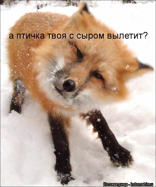 а птичка твоя с сыром вылетит?... Котоматрица: а птичка твоя с сыром вылетит?