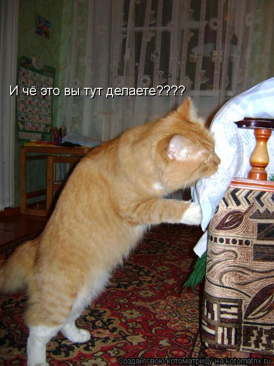 И чё это вы тут делаете????... Котоматрица: И чё это вы тут делаете????