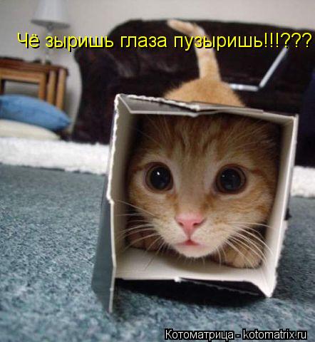 Чё зыришь глаза пузыришь!!!???... Котоматрица: Чё зыришь глаза пузыришь!!!???