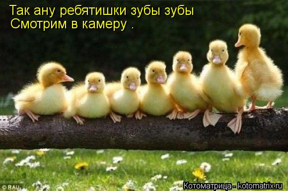 Так ану ребятишки зубы зубы Смотрим в камеру .... Котоматрица: Так ану ребятишки зубы зубы Смотрим в камеру .