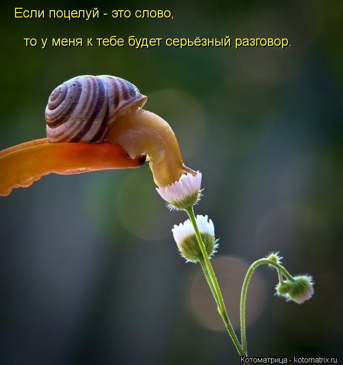 Если поцелуй - это слово, то у меня к тебе будет серьёзный разговор.... Котоматрица: Если поцелуй - это слово, то у меня к тебе будет серьёзный разговор.