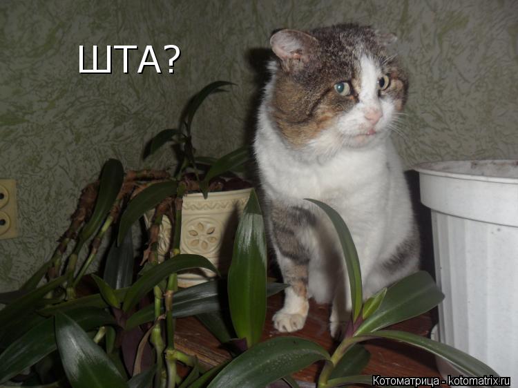 ШТА?... Котоматрица: ШТА?