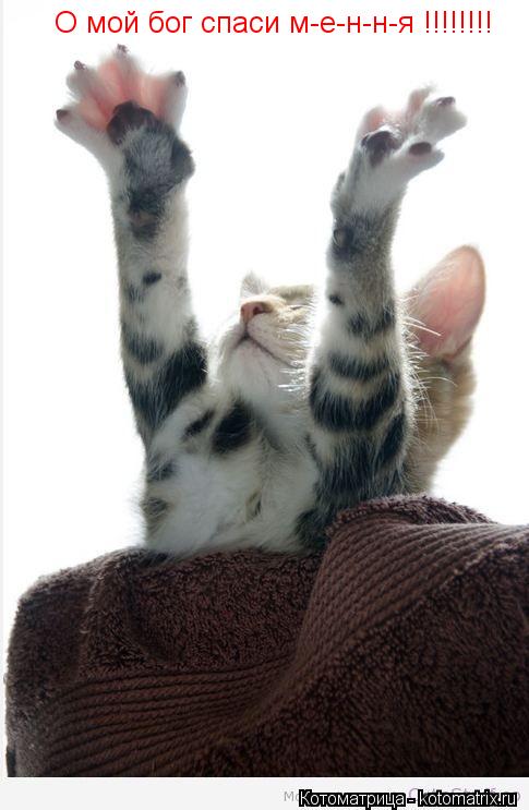 О мой бог спаси м-е-н-н-я !!!!!!!!... Котоматрица: О мой бог спаси м-е-н-н-я !!!!!!!!
