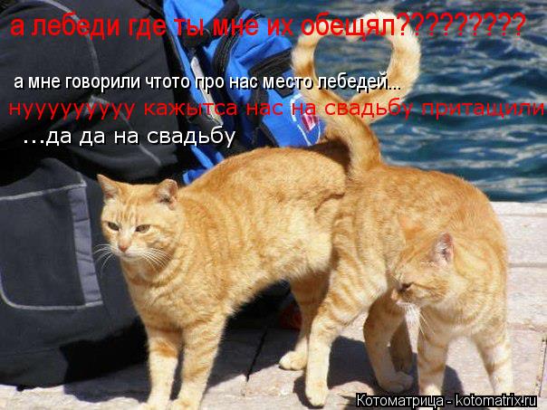 а лебеди где ты мне их обещял????????? а мне говорили чтото про нас место лебедей... нууууууууу кажыт... Котоматрица: а лебеди где ты мне их обещял????????? а мне говорили чтото про нас место лебедей... нууууууууу кажытса нас на свадьбу притащили ...да да на свадьб