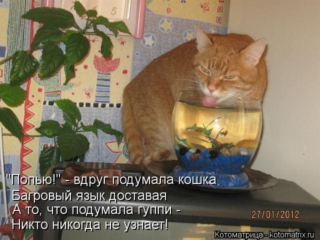Котоматрица: Багровый язык доставая "Попью!" - вдруг подумала кошка А то, что подумала гуппи -  Никто никогда не узнает!