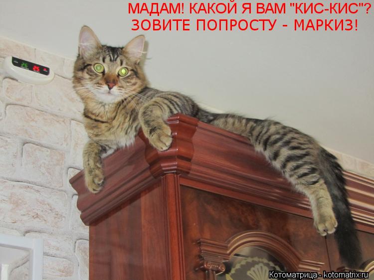 МАДАМ! КАКОЙ Я ВАМ КИС-КИС? МАДАМ! КАКОЙ Я ВАМ "КИС-КИС"? ЗОВИТЕ ПОПРОСТУ - МАРКИЗ!... Котоматрица: МАДАМ! КАКОЙ Я ВАМ КИС-КИС? МАДАМ! КАКОЙ Я ВАМ "КИС-КИС"? ЗОВИТЕ ПОПРОСТУ - МАРКИЗ!