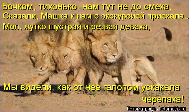 Бочком, тихонько, нам тут не до смеха, Сказали, Машка к нам с экскурсией приехала... Мол, жутко шустр... Котоматрица: Бочком, тихонько, нам тут не до смеха, Сказали, Машка к нам с экскурсией приехала... Мол, жутко шустрая и резвая деваха, Мы видели, как от нее га