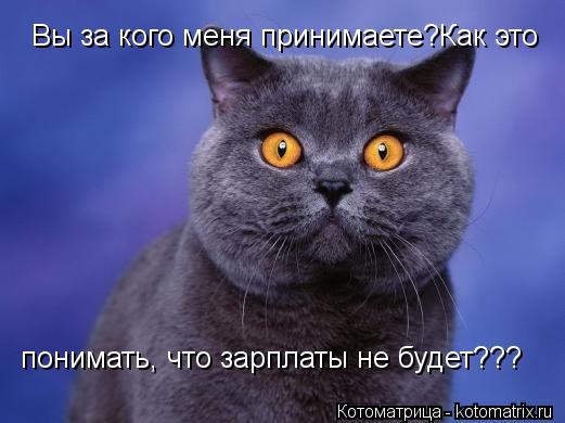 Вы за кого меня принимаете?Как это понимать, что зарплаты не будет???... Котоматрица: Вы за кого меня принимаете?Как это понимать, что зарплаты не будет???