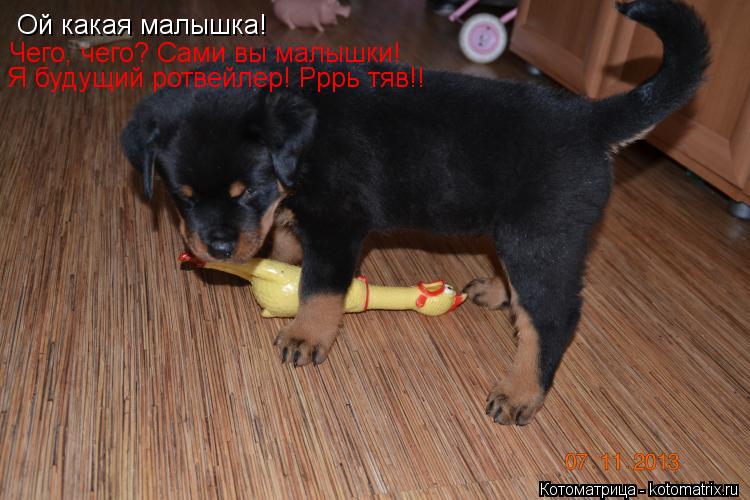Ой какая малышка! Чего, чего? Сами вы малышки! Я будущий ротвейлер! Рррь тяв!!... Котоматрица: Ой какая малышка! Чего, чего? Сами вы малышки! Я будущий ротвейлер! Рррь тяв!!