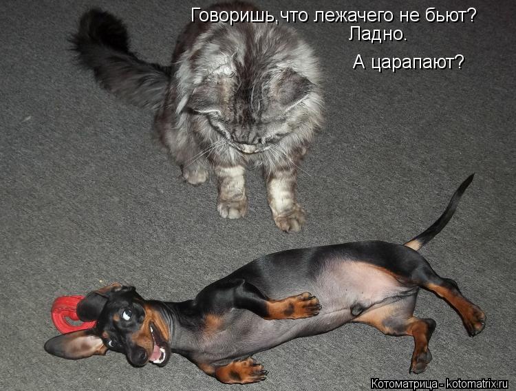 Говоришь,что лежачего не бьют? Ладно. А царапают?... Котоматрица: Говоришь,что лежачего не бьют? Ладно. А царапают?