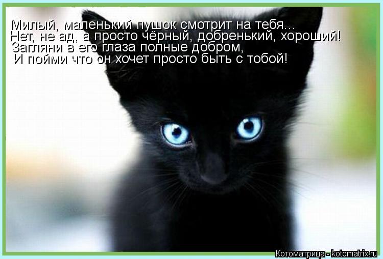 Милый, маленький пушок смотрит на тебя... Нет, не ад, а просто чёрный, добренький, хороший! Загляни в... Котоматрица: Милый, маленький пушок смотрит на тебя... Нет, не ад, а просто чёрный, добренький, хороший! Загляни в его глаза полные добром, И пойми что он хо