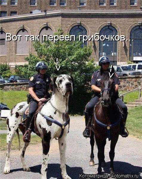 Вот так переел грибочков... --> -->... Котоматрица: Вот так переел грибочков... --> -->
