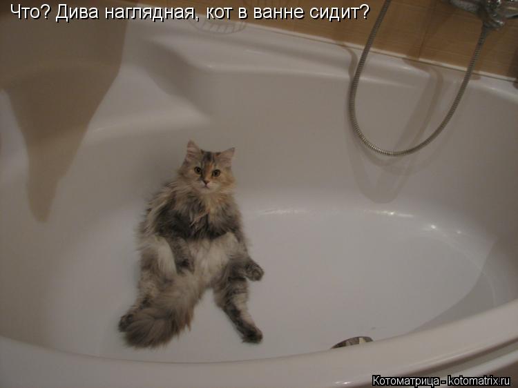 Котоматрица: Что? Дива наглядная, кот в ванне сидит?