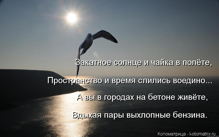 Котоматрица: Закатное солнце и чайка в полёте, Пространство и время слились воедино... А вы в городах на бетоне живёте, Вдыхая пары выхлопные бензина.