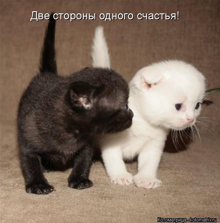 Две стороны одного счастья!... Котоматрица: Две стороны одного счастья!