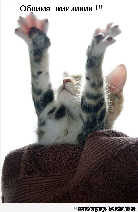 Обнимашкиииииии!!!!... Котоматрица: Обнимашкиииииии!!!!