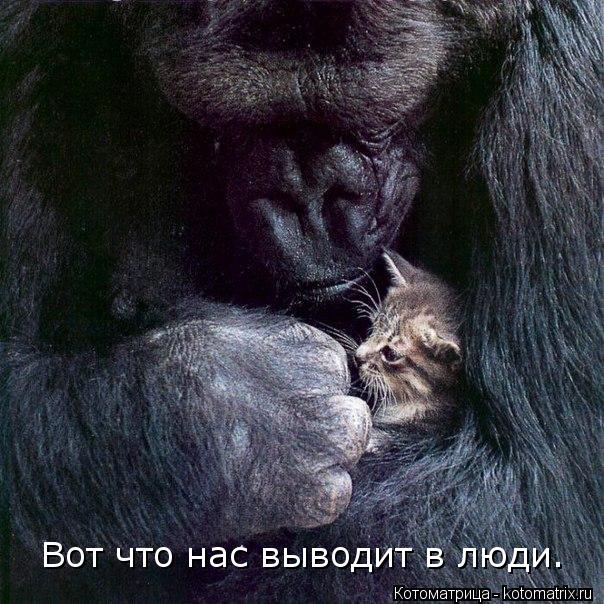 Вот что нас выводит в люди.... Котоматрица: Вот что нас выводит в люди.