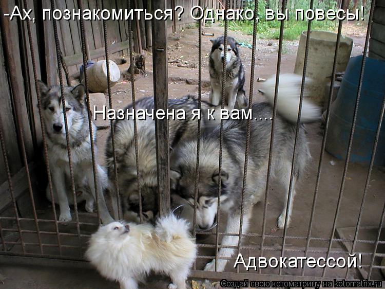 -Ах, познакомиться? Однако, вы повесы! Назначена я к вам.... Адвокатессой!... Котоматрица: -Ах, познакомиться? Однако, вы повесы! Назначена я к вам.... Адвокатессой!