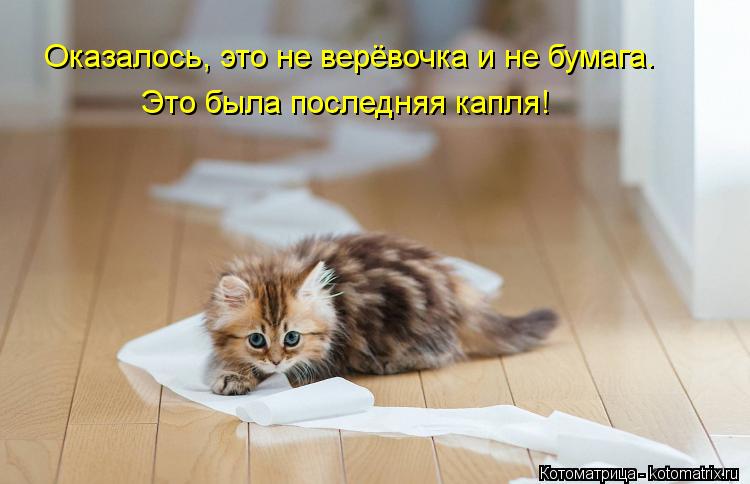 Оказалось, это не верёвочка и не бумага. Это была последняя капля!... Котоматрица: Оказалось, это не верёвочка и не бумага. Это была последняя капля!