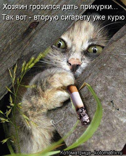 Хозяин грозился дать прикурки... Так вот - вторую сигарету уже курю... Котоматрица: Хозяин грозился дать прикурки... Так вот - вторую сигарету уже курю