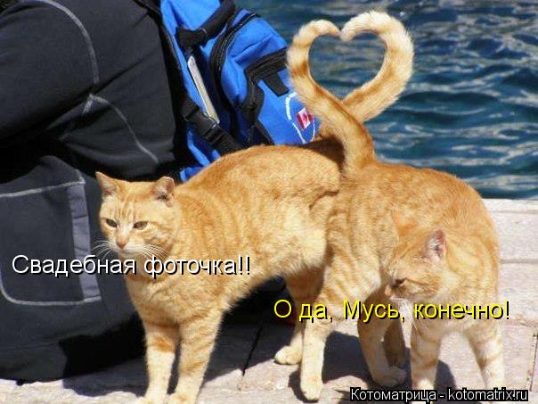 Свадебная фоточка!! О да, Мусь, конечно!... Котоматрица: Свадебная фоточка!! О да, Мусь, конечно!