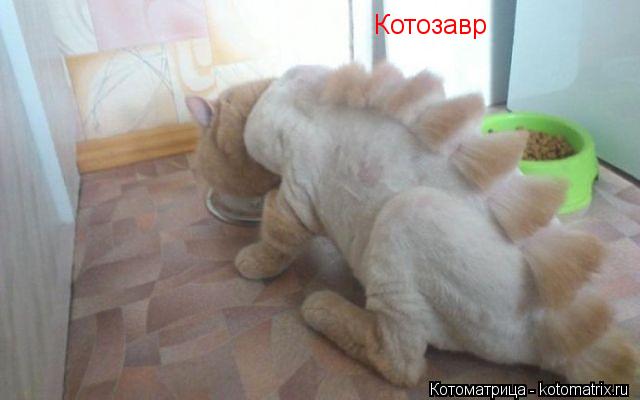 Котозавр... Котоматрица: Котозавр