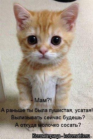 - Мам?! А раньше ты была пушистая, усатая! Вылизывать сейчас будешь? А откуда молочко сосать?... Котоматрица: - Мам?! А раньше ты была пушистая, усатая! Вылизывать сейчас будешь? А откуда молочко сосать?