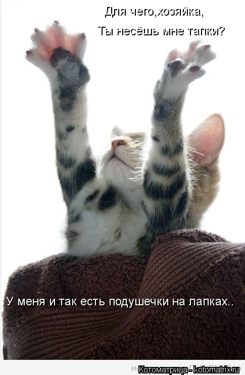 Для чего,хозяйка, Ты несёшь мне тапки? У меня и так есть подушечки на лапках..... Котоматрица: Для чего,хозяйка, Ты несёшь мне тапки? У меня и так есть подушечки на лапках..