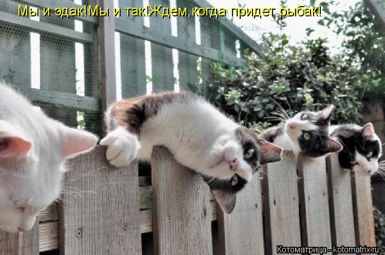 Мы и эдак!Мы и так!Ждем,когда придет рыбак!... Котоматрица: Мы и эдак!Мы и так!Ждем,когда придет рыбак!