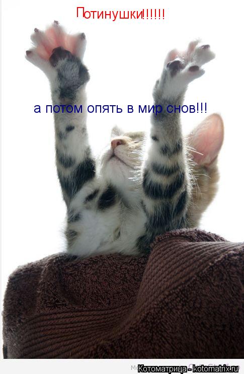 П отинушки !!!!!! а потом опять в мир снов!!!... Котоматрица: П отинушки !!!!!! а потом опять в мир снов!!!