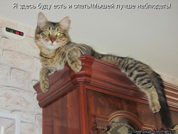 Я здесь буду есть и спать!Мышей лучше наблюдать!... Котоматрица: Я здесь буду есть и спать!Мышей лучше наблюдать!