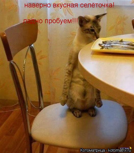 наверно вкусная селёточка! ладно пробуем!!!... Котоматрица: наверно вкусная селёточка! ладно пробуем!!!