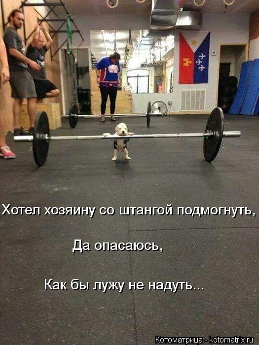 Хотел хозяину со штангой подмогнуть, Да опасаюсь, Как бы лужу не надуть...... Котоматрица: Хотел хозяину со штангой подмогнуть, Да опасаюсь, Как бы лужу не надуть...