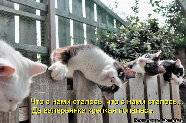 Что с нами сталось, что с нами сталось... Да валерьянка крепкая попалась...... Котоматрица: Что с нами сталось, что с нами сталось... Да валерьянка крепкая попалась...