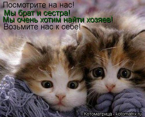 Посмотрите на нас! Мы брат и сестра! Мы очень хотим найти хозяев! Возьмите нас к себе!... Котоматрица: Посмотрите на нас! Мы брат и сестра! Мы очень хотим найти хозяев! Возьмите нас к себе!