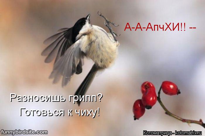 А-А-АпчХИ!! -- Разносишь грипп? Готовься к чиху!... Котоматрица: А-А-АпчХИ!! -- Разносишь грипп? Готовься к чиху!