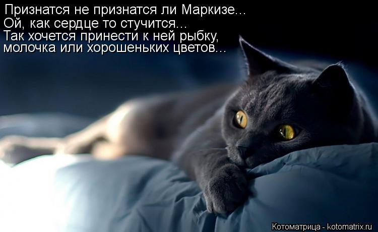 Признатся не признатся ли Маркизе... Ой, как сердце то стучится... Так хочется принести к ней рыбку, ... Котоматрица: Признатся не признатся ли Маркизе... Ой, как сердце то стучится... Так хочется принести к ней рыбку, молочка или хорошеньких цветов...