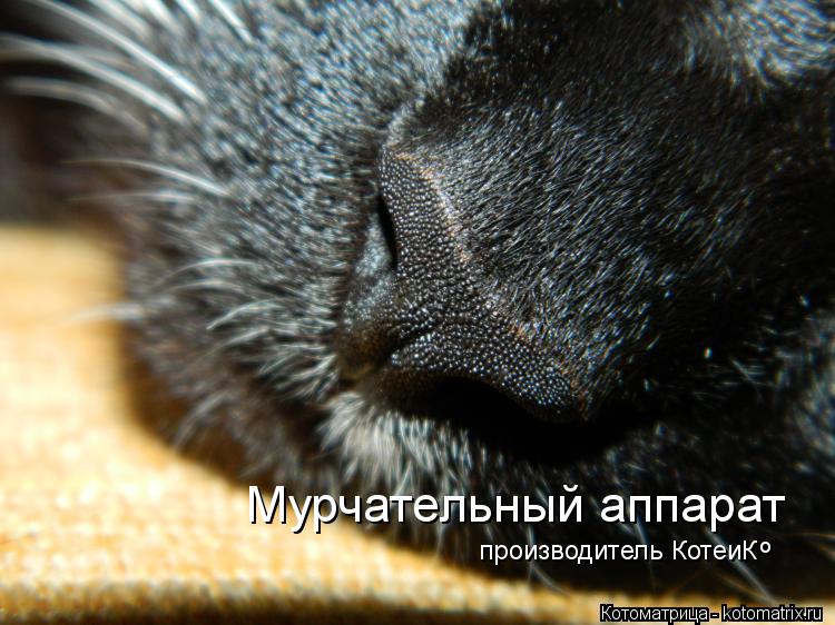 Котоматрица: Мурчательный аппарат производитель КотеиК о