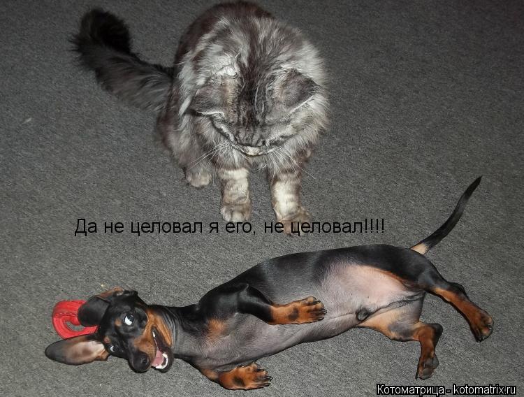 Да не целовал я его, не целовал!!!!... Котоматрица: Да не целовал я его, не целовал!!!!